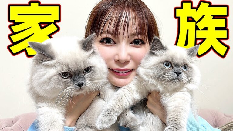 中川翔子 猫